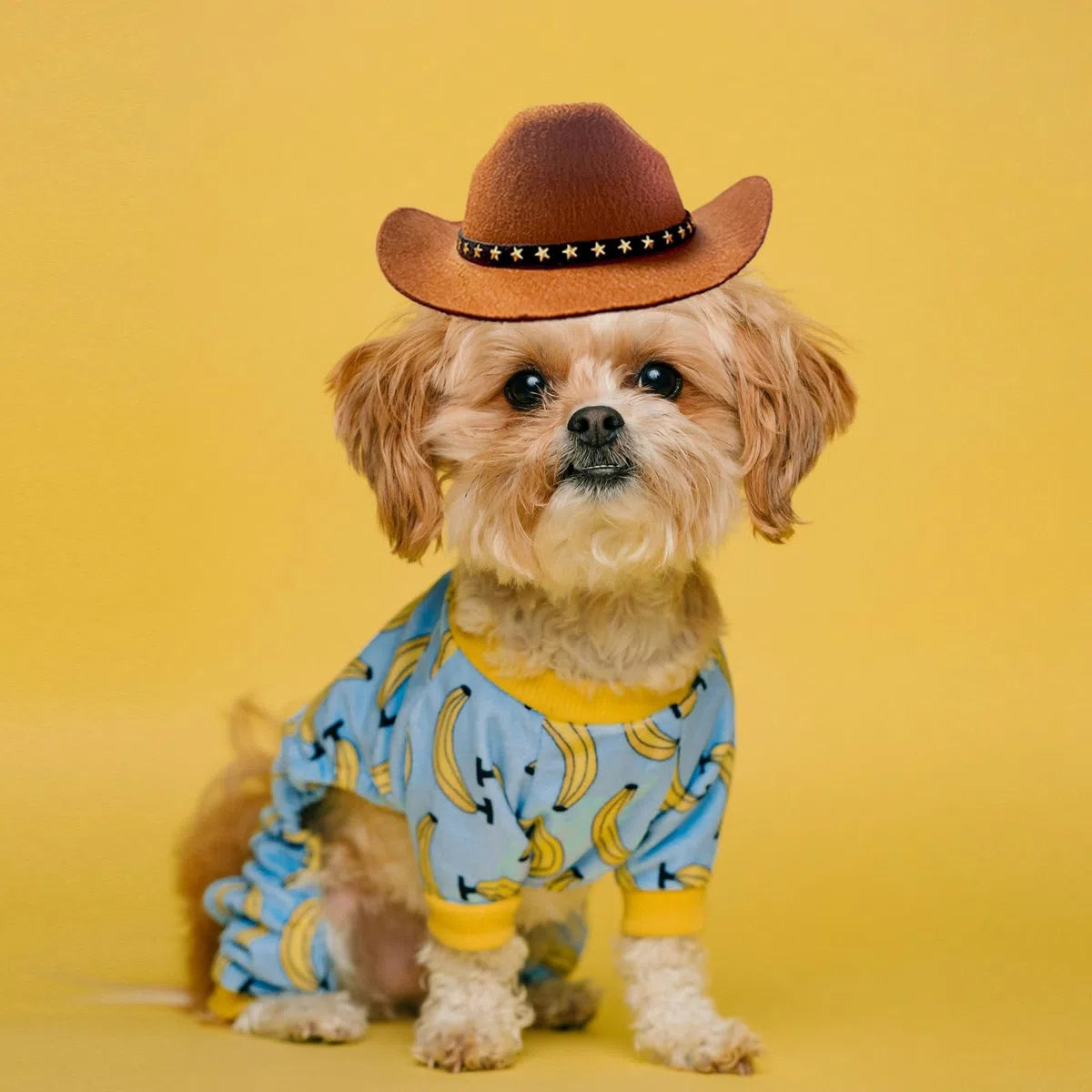 Chapeau de cowboy pour chien, chat et chat – Mini chapeau de cowboy pour chiens, chats, vacances, Halloween, décoration de fête pour animaux domestiques (marron, taille L)