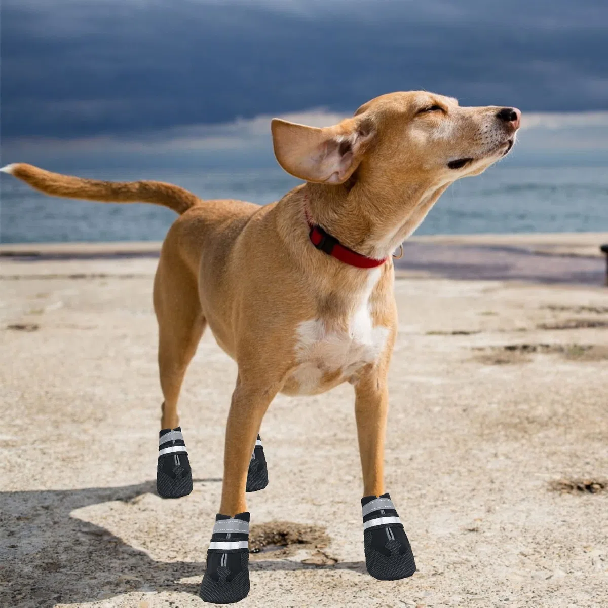 Bottes Chien, Ensemble de 4 Chaussures pour Chiens Antidérapant, Bottes de Protection pour Chien Imperméable pour Chiens de Taille Moyenne et Grande (L, Noir)