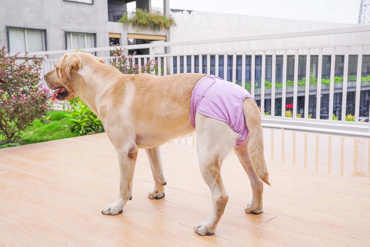 Couches Lavables pour Chiennes, sous-vêtements Hygiéniques pour Chiens en Chaleur, 5 Tailles XS à XL, Convient à Toutes Les Chiennes (XL: 60-82cm, 3-Packs)