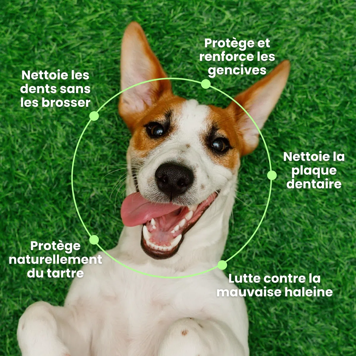 BESTI - Haleine, Dents & Gencives | Poudre Dentaire pour Chiens | Anti-Tartre, Mauvaise Haleine | Pré Post Probiotiques Naturels | Marque Française - Formule Vétérinaire | Eucalyptus | 75 Doses | 150g
