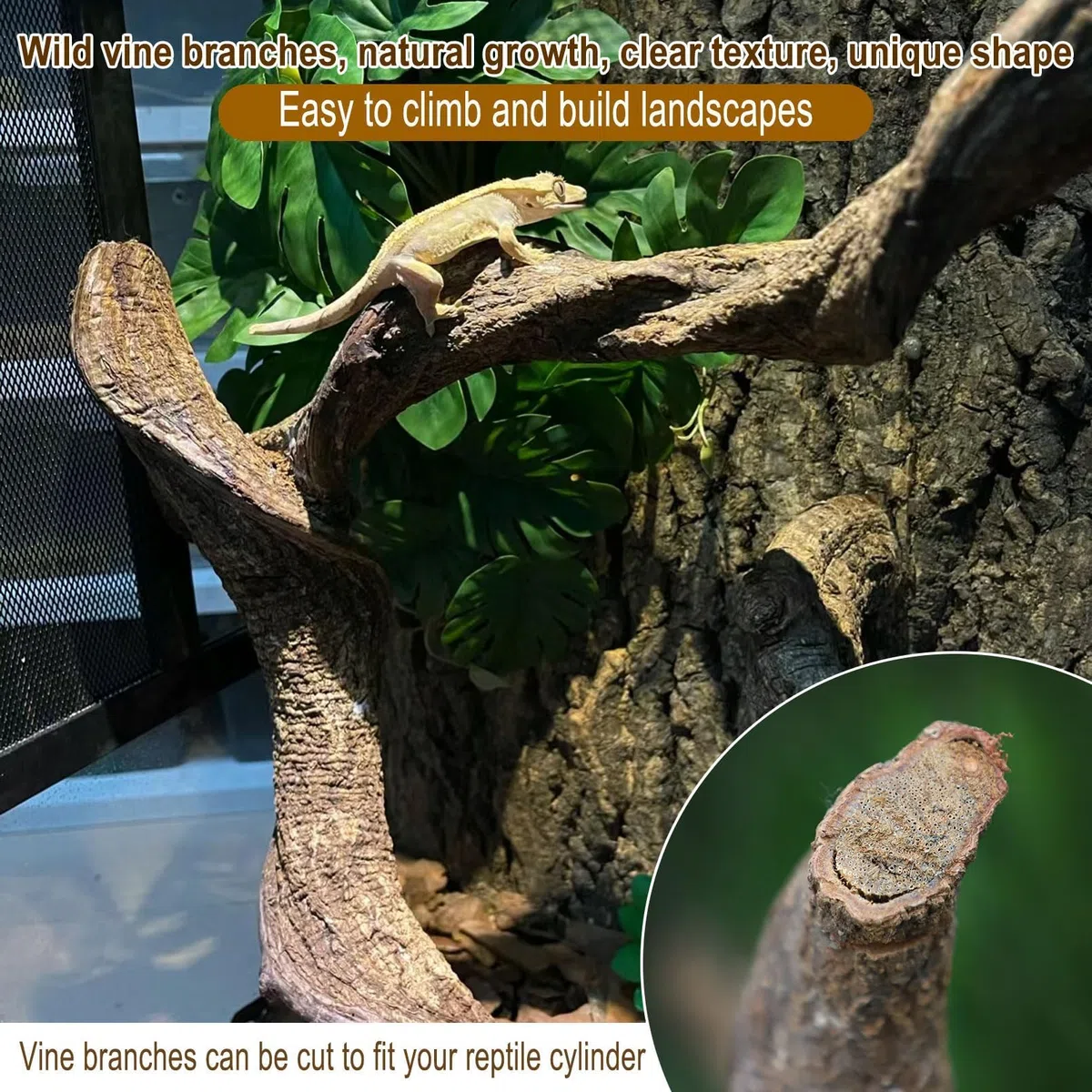 Kathson Lot de 3 branches naturelles de forêt pour terrarium, décoration d'habitat de lézard, branche d'arbre grimpante pour dragon barbu, gecko, serpent, grenouille, caméléon, araignée