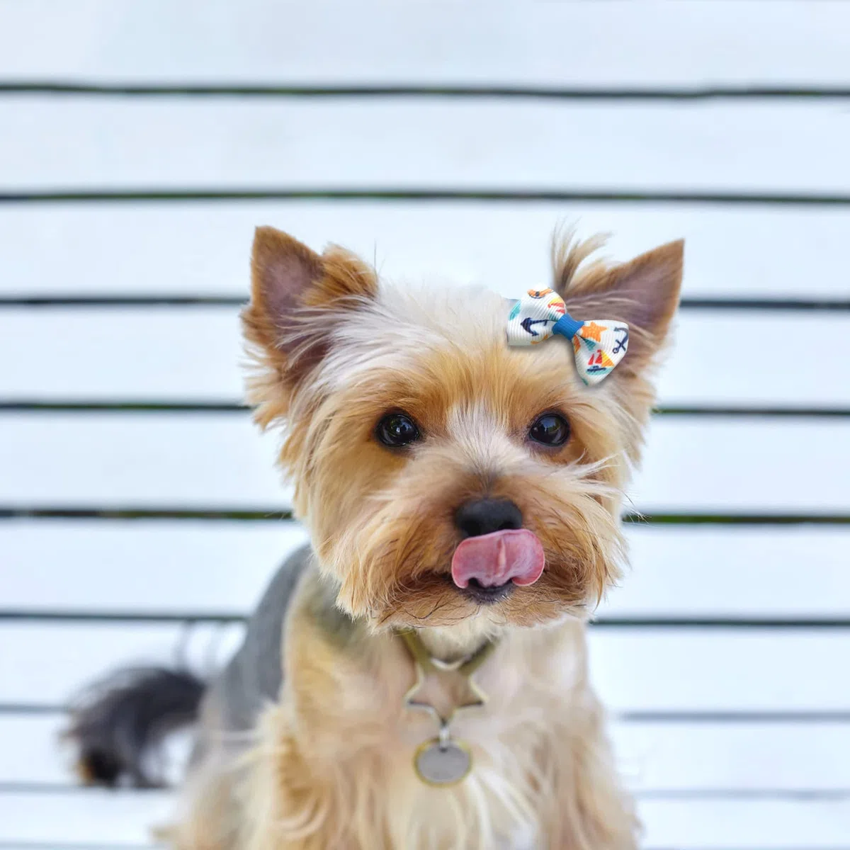 Accessoires pour Cheveux de Chien Arc Coiffe 50 Pièces épingle à Cheveux Animaux Cheveux de Chien Arcs Accessoires avec des Bandes de Caoutchouc pour Petits Chiens, Chats, Couleurs au Hasard
