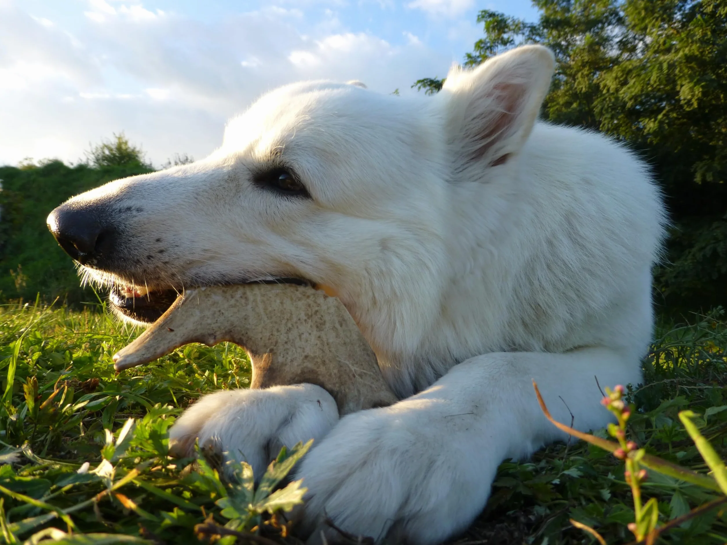 Bois de Daim, Taille L - 1, (150 g) | Cornes Naturelles pour Chiots et Chiens a Mâcher