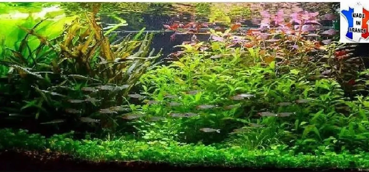 Lot plantes vivantes aquarium de 30 Plantes en 6 variétés à racines et tiges + 2 clado gratuites