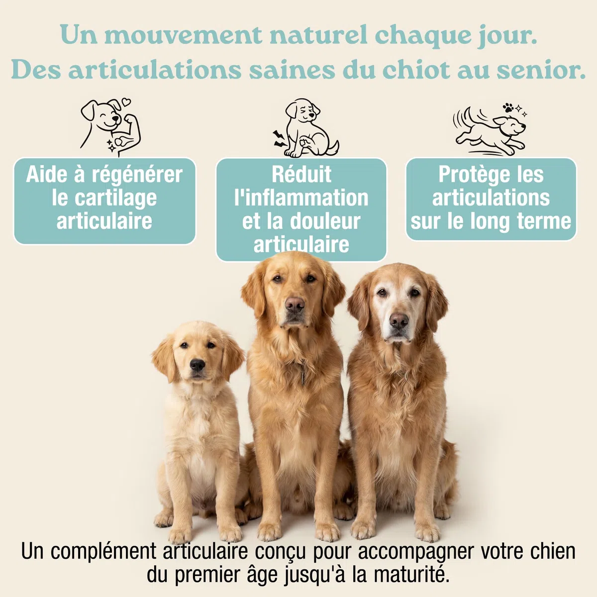 MyPetPrime Articulations Chien Complément Alimentaire 125 Comprimés | Nouvelle Formule JointSupport avec MSM, Poudre de Moule Verte, Glucosamine et Griffe du Diable