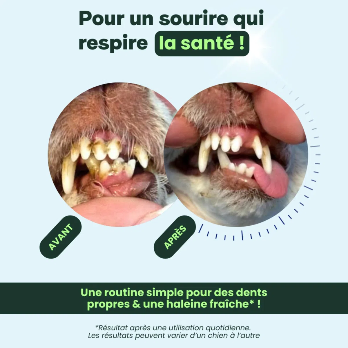 BESTI - Haleine, Dents & Gencives | Poudre Dentaire pour Chiens | Anti-Tartre, Mauvaise Haleine | Pré Post Probiotiques Naturels | Marque Française - Formule Vétérinaire | Eucalyptus | 75 Doses | 150g