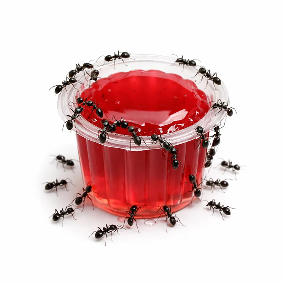 Nourriture pour Fourmis, friandises énergétiques aux arômes naturels, complément Alimentaire pour Reptiles, Oiseaux et rongeurs. Saveurs : Fraise, Banane, Melon, Orange, Miel et Yaourt.