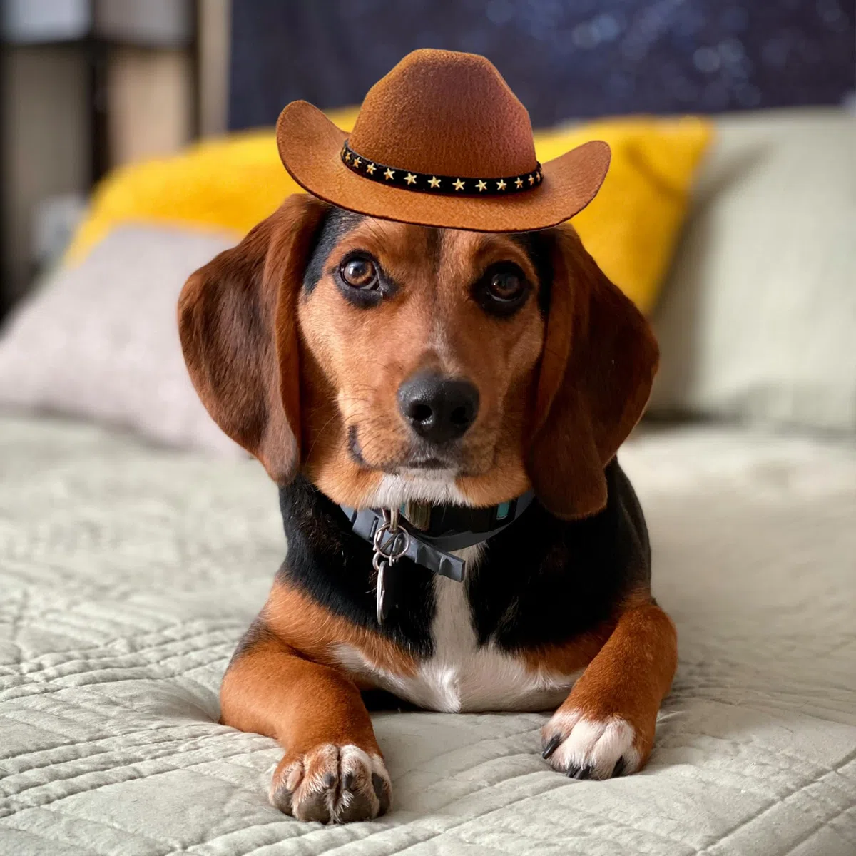 Chapeau de cowboy pour chien, chat et chat – Mini chapeau de cowboy pour chiens, chats, vacances, Halloween, décoration de fête pour animaux domestiques (marron, taille L)