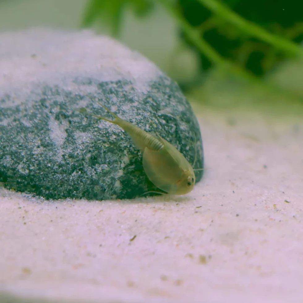 Triops longicaudatus rouge - Cancer préhistorique - Élevage de triops - Oeufs Triops avec instructions de l'élevage en français à télécharger (minin 150 oeufs)