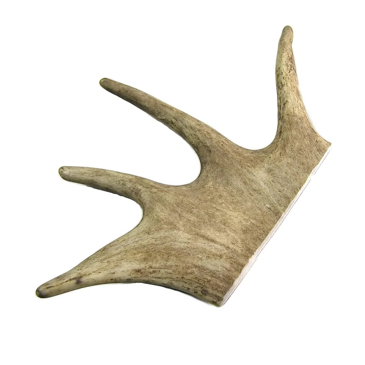 Bois de Daim, Taille L - 1, (150 g) | Cornes Naturelles pour Chiots et Chiens a Mâcher