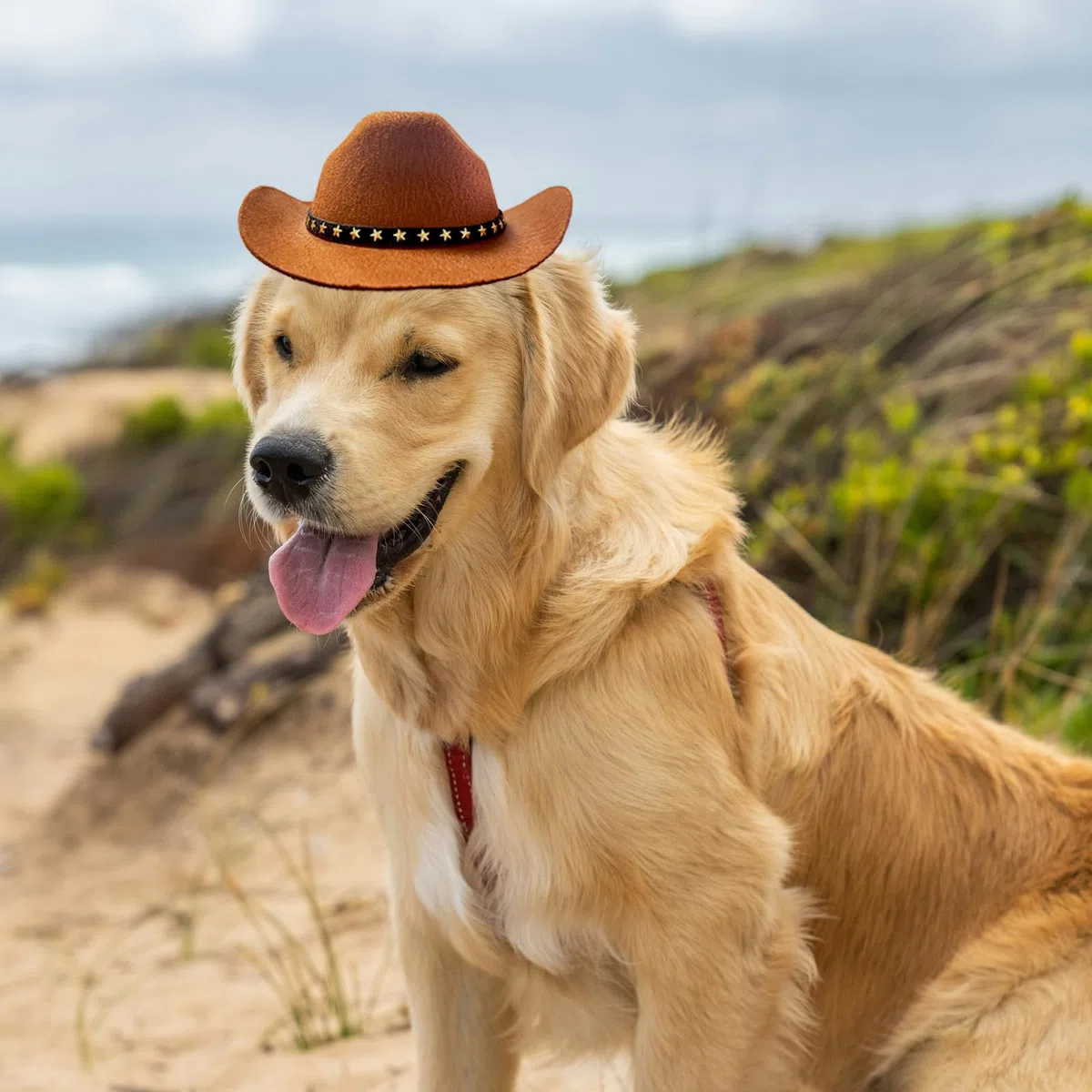 Chapeau de cowboy pour chien, chat et chat – Mini chapeau de cowboy pour chiens, chats, vacances, Halloween, décoration de fête pour animaux domestiques (marron, taille L)