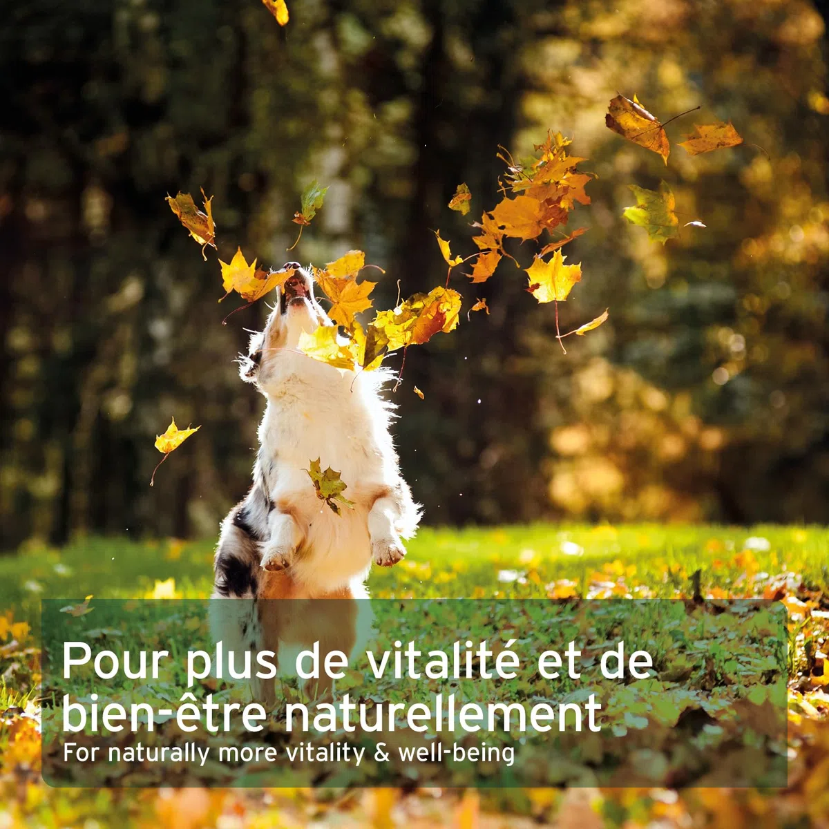 AniForte Huile de Saumon de Norvège 200 Capsules pour Chiens et Chats, Omega-3 acides Gras, Très Riche en Antioxydant, Beauté du Pelage, EPA DHA ALA, Barf Supplément