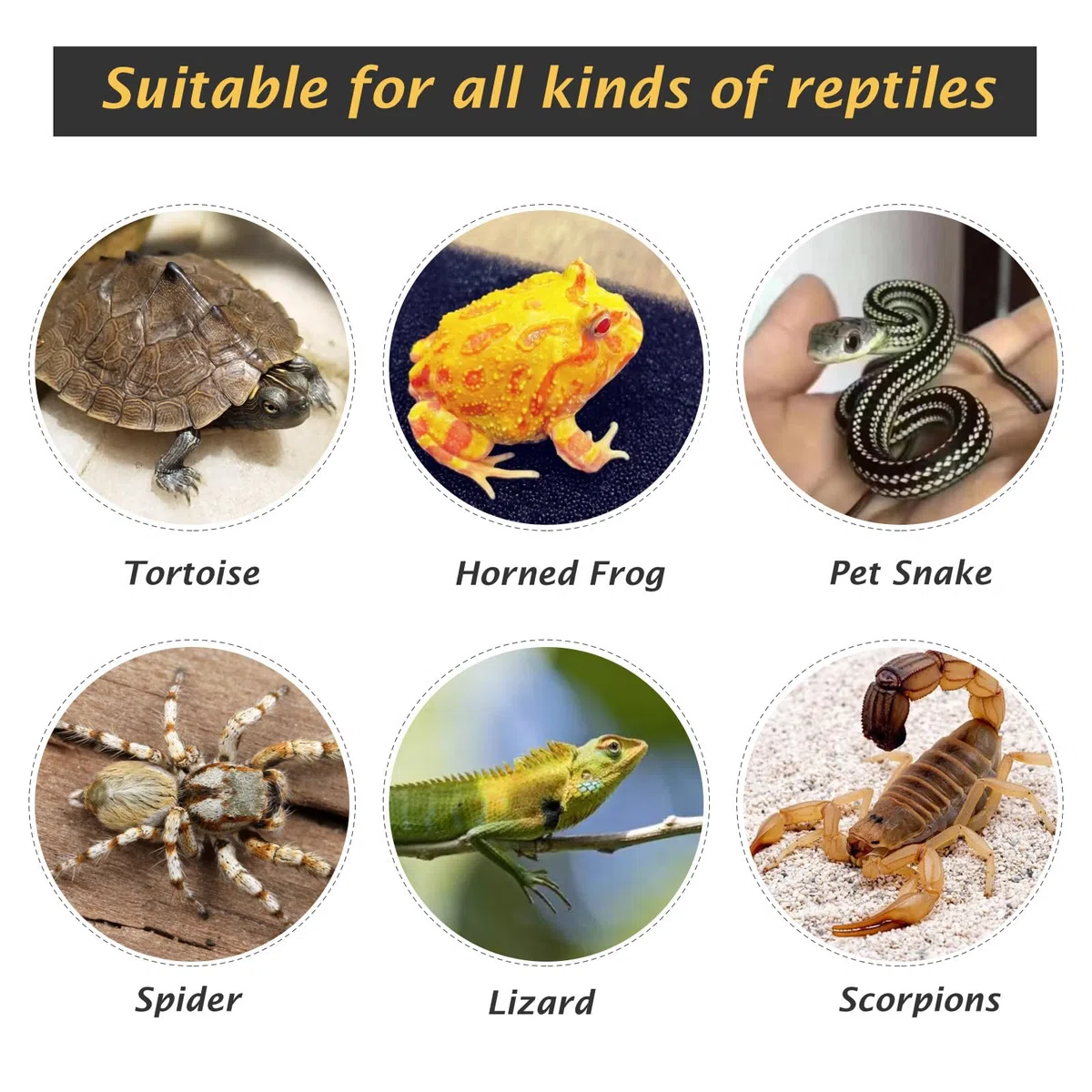 Plateforme de tortue en résine pour reptiles avec rampe d'escalade pour reptiles et grenouilles