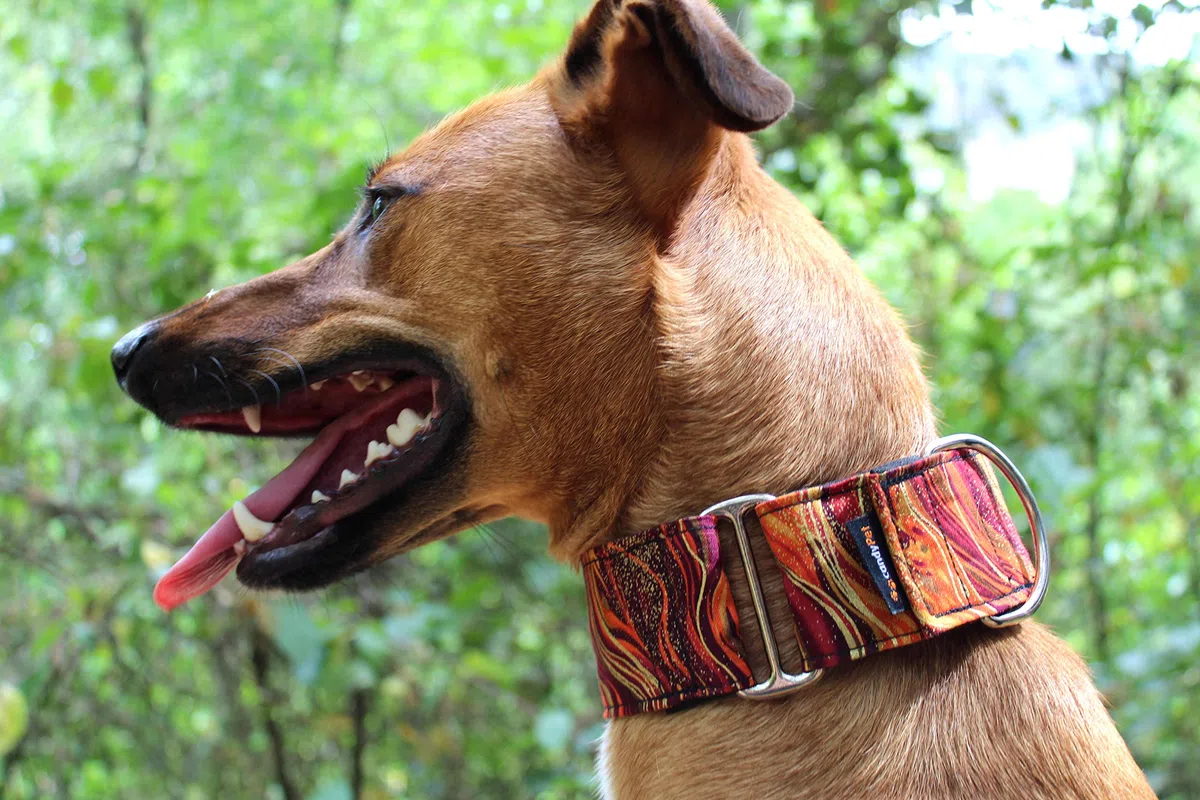 Martingale Dog Collar - New Waves Model, L