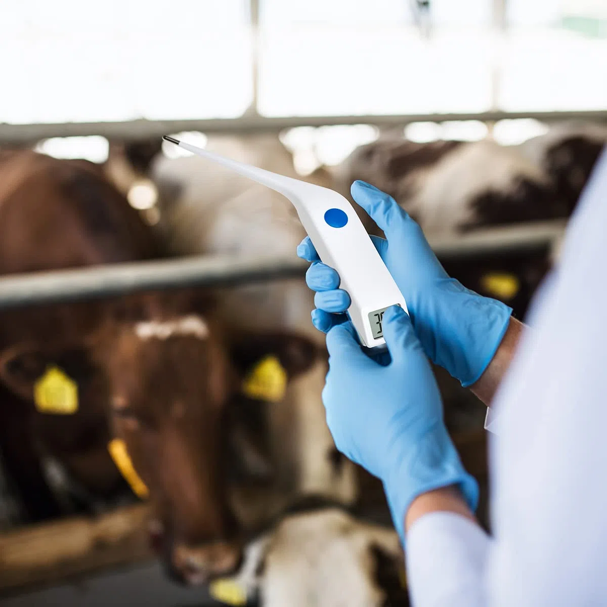TFA Dostmann Thermomètre vétérinaire numérique VET 112, 15.2019, pour la mesure de la fièvre chez les grands animaux, étanche IP67, avec mémoire des valeurs mesurées, blanc