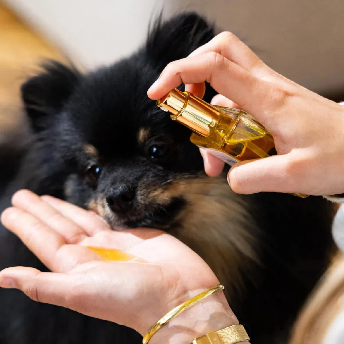 Huile De Soin Chien Argan Et Bourrache – Hydratation Peau, Poil – Nutrition Et Brillance – Texture Légère sans Effet Gras – Soin pour Chien Quotidien Pelage - Poil Sec ou Humide