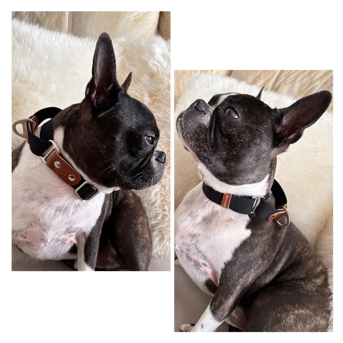 Collier pour Chien Martingale, Anti-Traction, en Poly-Coton et Cuir. M. Noir & Cognac