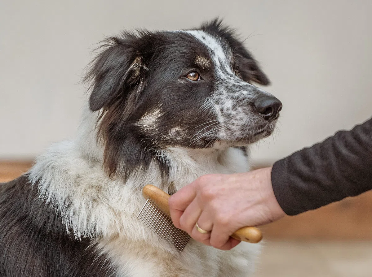 Mikki Brosse Râteau Démêlante en Bambou pour Pelages Mi-Longs/Doubles Convient à l’Usage avec Chats/Chiens Grande 1 Unité