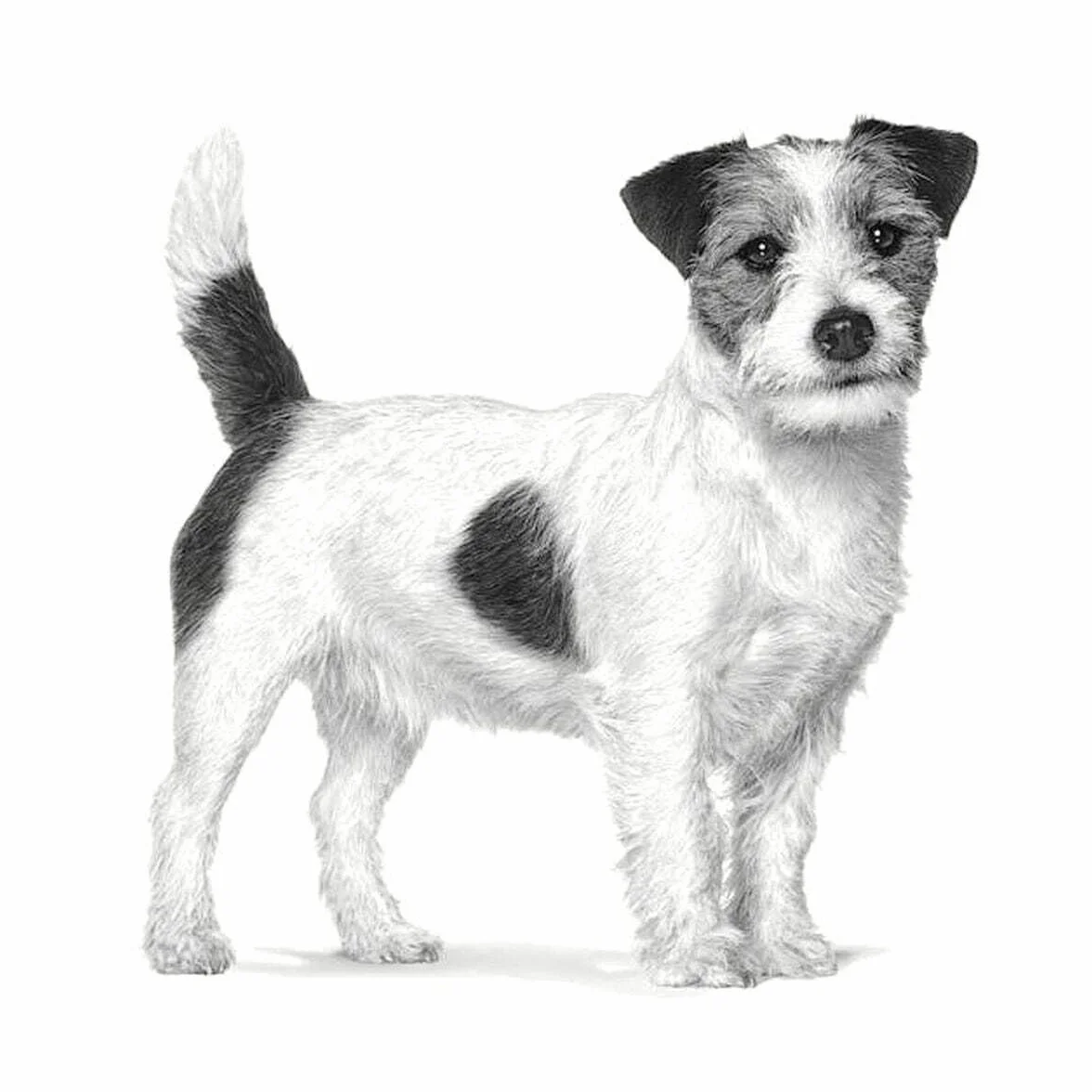 ROYAL CANIN Veterinary Gastrointestinal Low Fat Small Dogs | 1,5 kg | pour Les Petits Chiens ayant des problèmes Gastro-intestinaux | Peut Aider à Maintenir Une Digestion Saine