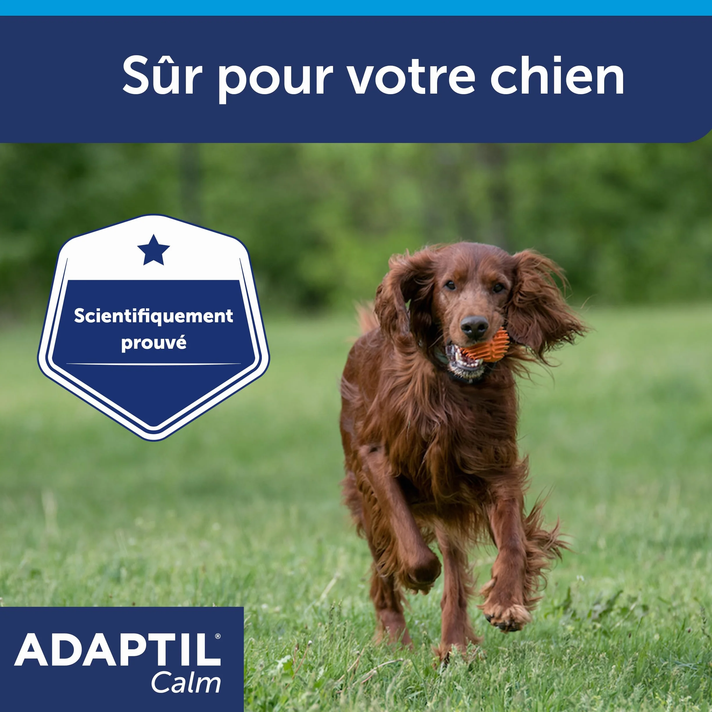 ADAPTIL Calm – Anti-stress pour chien – Collier Moyens et Grands Chiens – Taille M/L