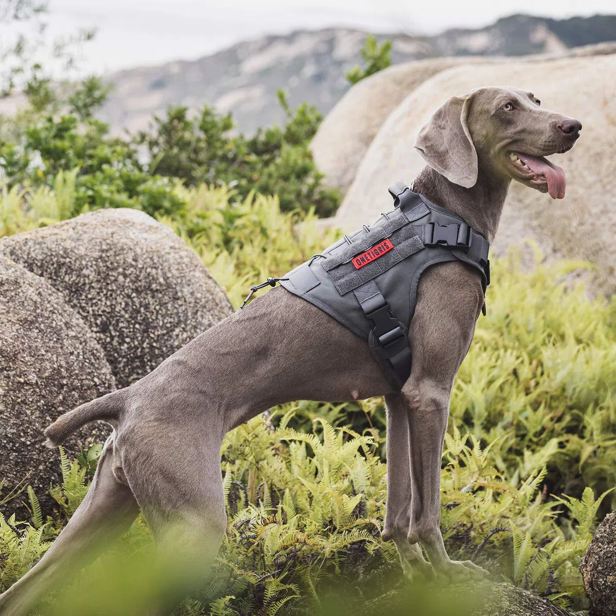 OneTigris Fire Watch Harnais Tactique de sécurité pour Chien - avec 1 poignée et 2 Anneaux en D - Nylon 1000D - Taille XL - Gris
