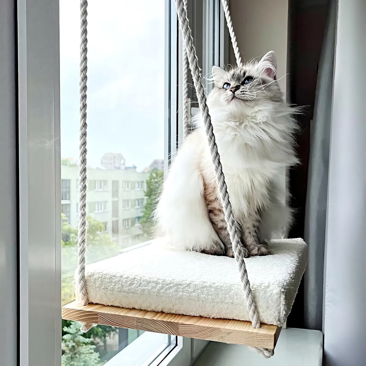 Hamac Chat Fenetre | Hamac Fenetre Chat Robuste et Ventouses Solides avec Panier Chats Moelleux | Lit Chats Interieur | Cat Bed | Table Suspendue Balcon 18 kg (49x29 cm) Coussin avec Housse Lavable
