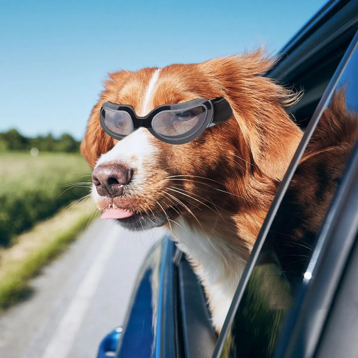 Motos pour Chiens, Casque Moto pour Animaux, Casque pour Animaux Compagnie avec Lunettes Ajustable Casque Lunettes Soleil Colorées pour Petits Chiens, Chats