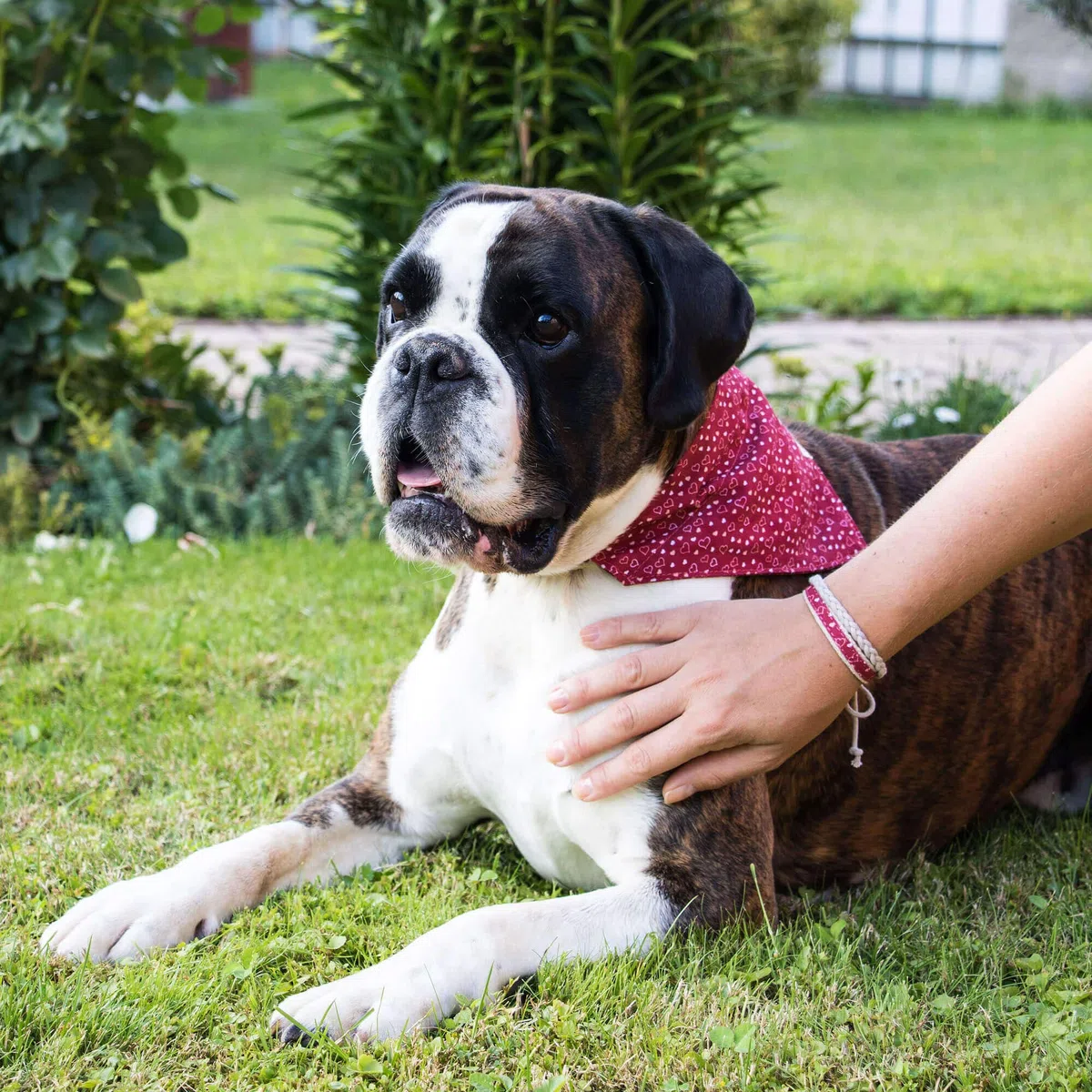 Pettsie Bandana pour Chien avec Collier et Bracelet d'amitié, Tailles réglables S, M et L, Foulard Bandana Amovible, Coffret Cadeau Inclus, pour Les Amoureux des Chiens, S, Rouge