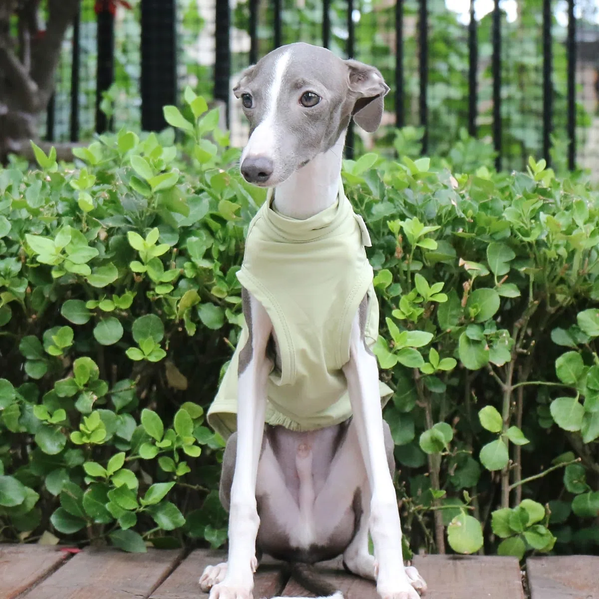 T-Shirt Lévrier Italien pour Chiens De Petite Et Moyenne Taille, Gilet D'été Léger Et Frais, Vêtements Whippet, Chemises Respirantes pour Animaux De Compagnie, Vêtements D'extérieur(Green,S)