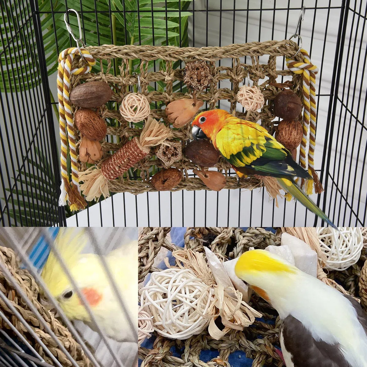 Jouets pour Oiseaux, Jouet Perroquet, Jouet Perroquet Gris du Gabon Mural Suspendu Naturel Jeux pour