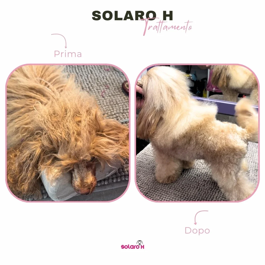 Solaro H | Spray Démêlant pour Chien Super Flash Gold 250ml, Hydrate, Adoucit, Protège Le Poil, Traitement Démêlant, Spray Délier Les Nœuds instantanés - Made in Italy