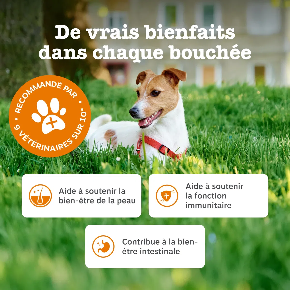 Zesty Paws Bouchées Aller-Immune Chien | Soutien Immunitaire, Soin de la Peau | Peau Sèche et Démangeaisons | Huile de Saumon, Postbiotiques, Probiotiques| Usage Quotidien | 90 Bouchées
