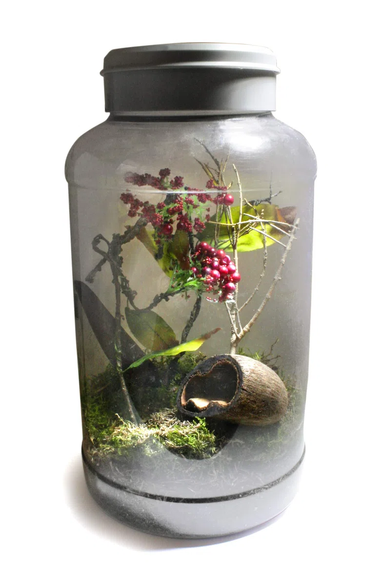 Life Experience Kit déco pour Petits terrariums Nano