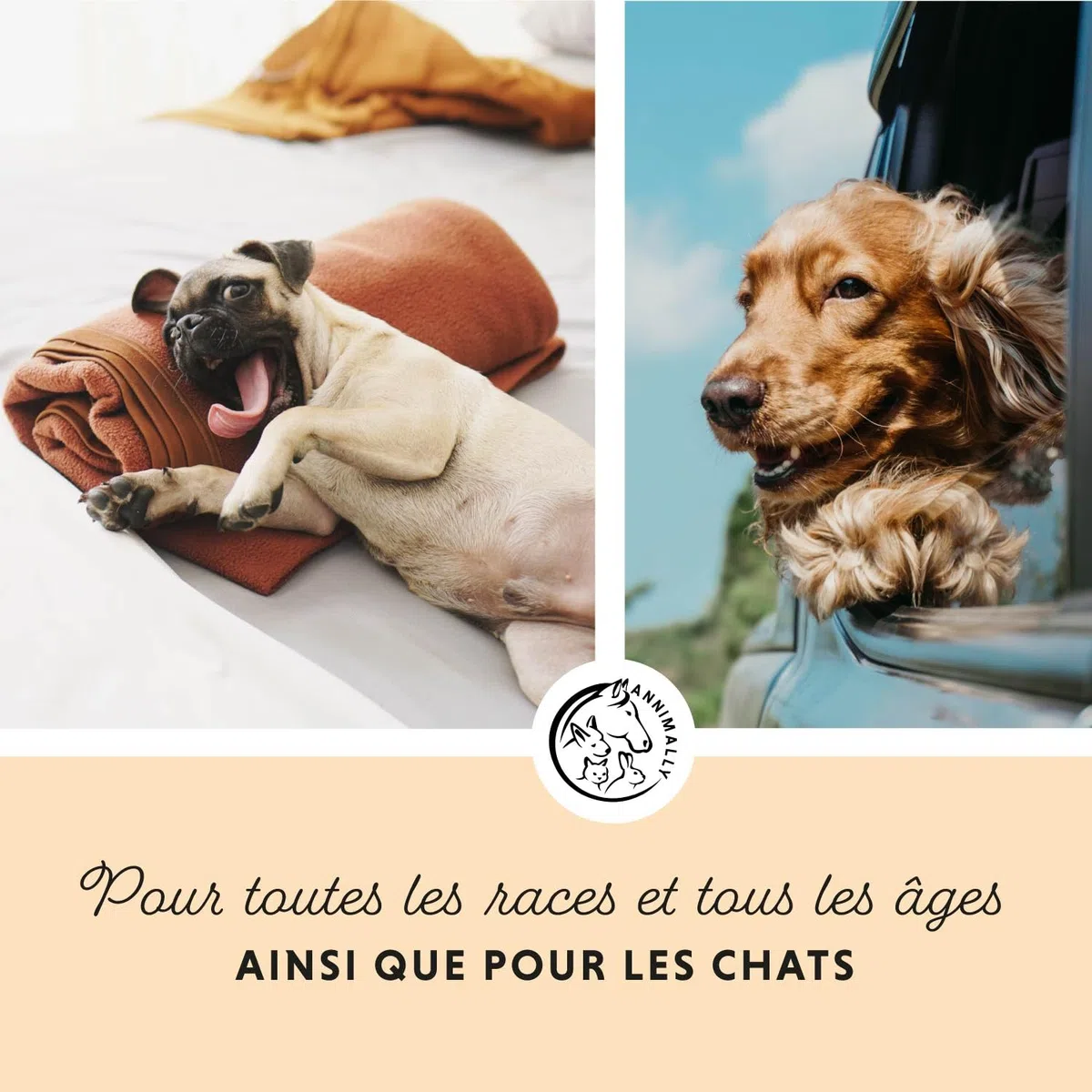 Annimally Huile de Saumon écossais pour Chiens 1 Litre Riche en acides Gras Omega 3 & 6 (avec 30%) - Huile de Poisson Barf pour Chien, Chat et Cheval, adaptée I Produit Naturel