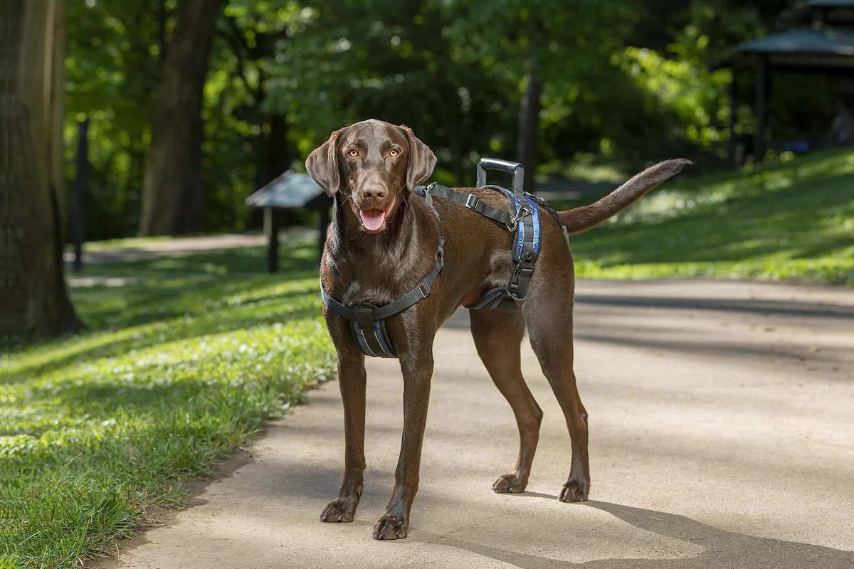PetSafe Harnais de Levage Arrière CareLift - pour Chiens Infirmes ou âgés - Soulèvement à l'aide d'une Poignée et d'une Bandoulière - Matière Respirante et Confortable - Réglage Facile – Grand Chien