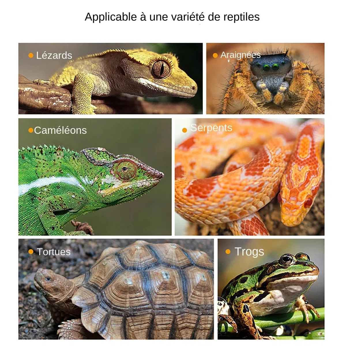 Branches Grimpantes Pour Reptiles | Branches De Bois Pour Reptiles | Habitat D'escalade Pour Animaux De Compagnie | Décoration D'habitat Pour Reptiles | Branche D'arbre Grimpante Pour Caméléons, Lézar