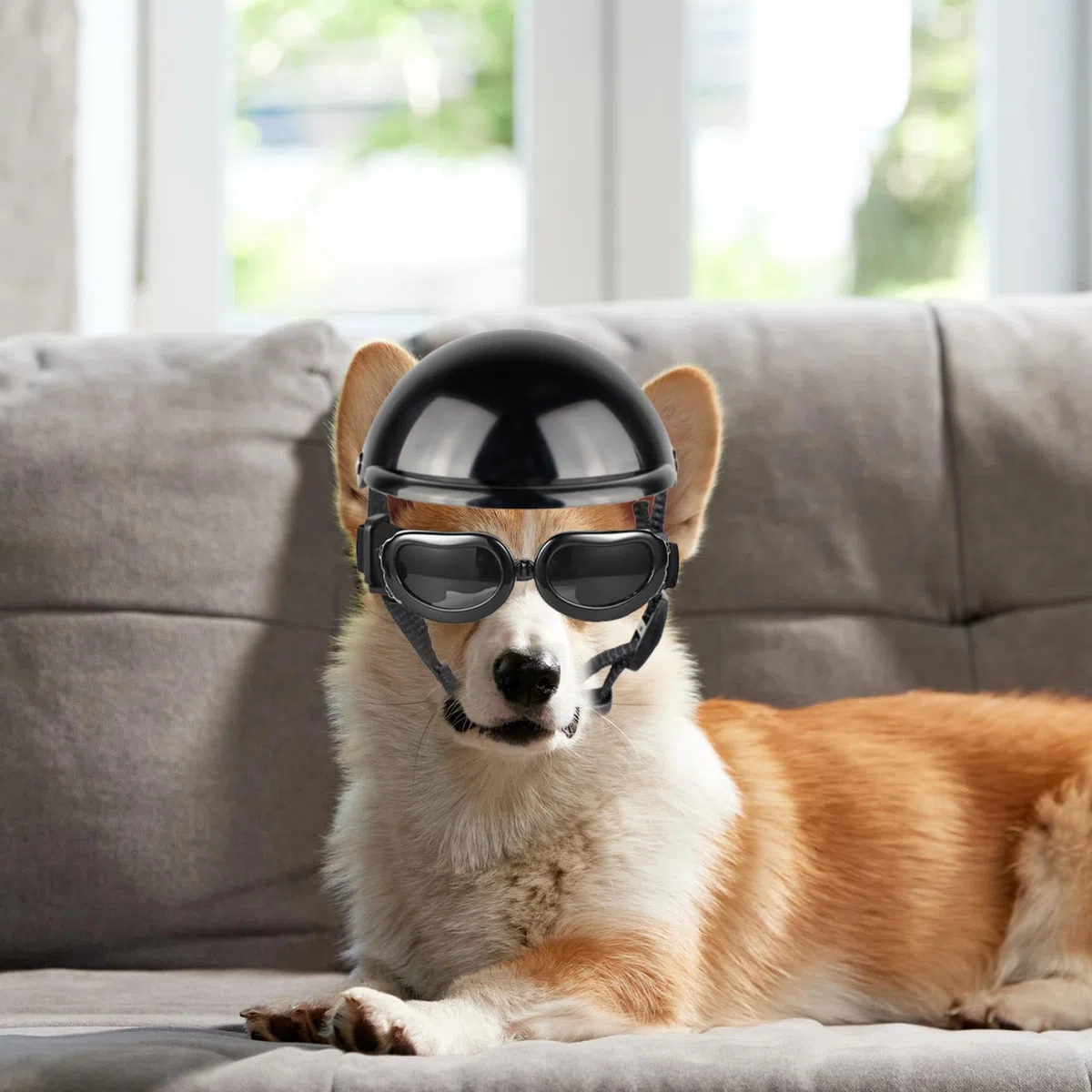 Casque pour Chien, Casque et Lunettes pour Chien 2 pièces/Ensemble dôme de mentonnière réglable avec Trou d'oreille Coupe-Vent Lunettes décoratives élégantes Fournitures pour Animaux de Compagnie