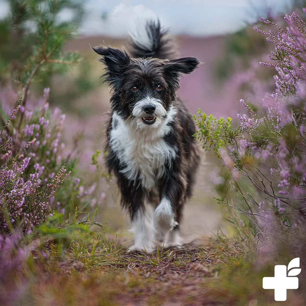 ReaVET Huile de lin pour chevaux et chiens,1 l,pressée à froid,Pure naturelle de qualité supérieure,Soutient la peau et le pelage + métabolisme,Huile de lin pour chien et chat,Sans additifs