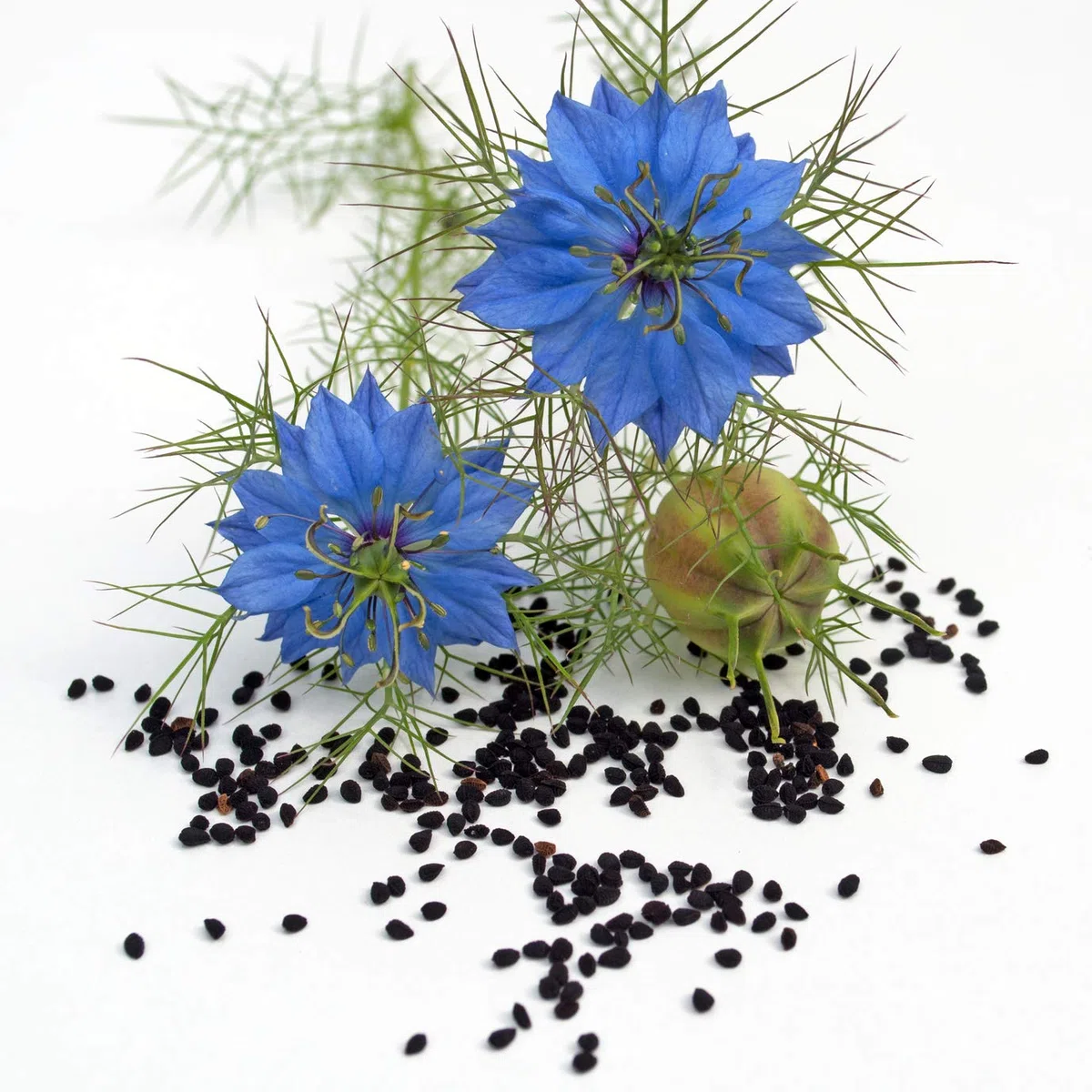 Naturzade Huile de nigelle - Matière première pour alimentation de cheval/chien - Flacon doseur 1 l