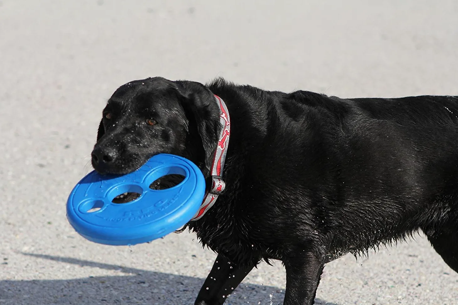 Rogz RFO Frisbee