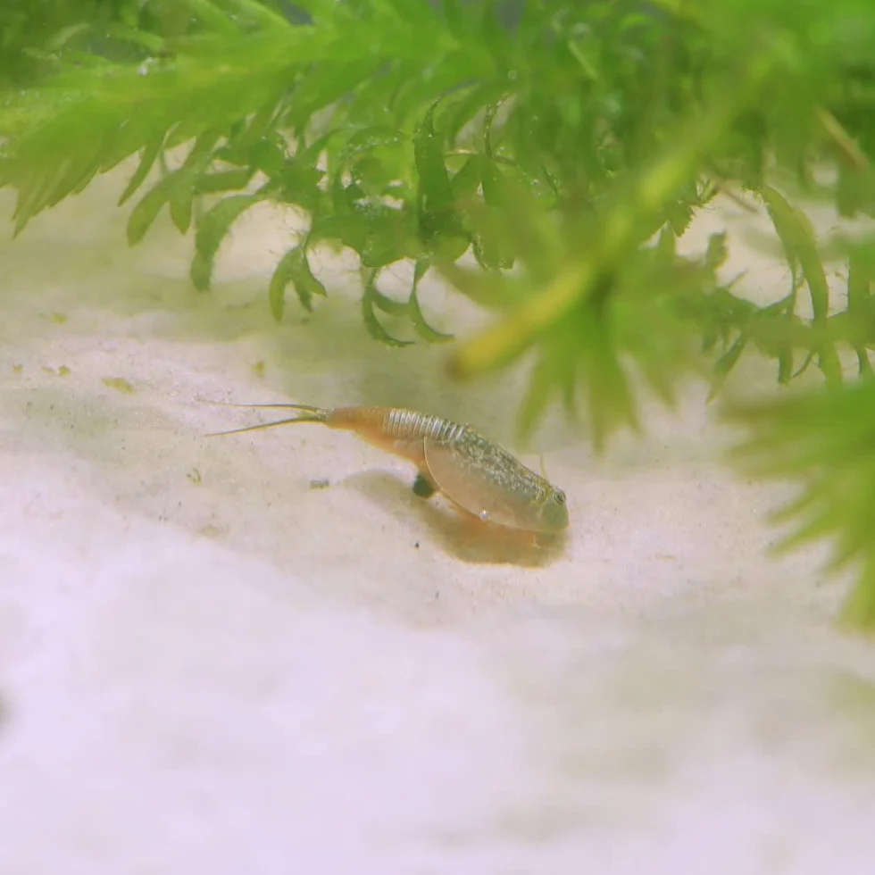 Triops longicaudatus rouge - Cancer préhistorique - Élevage de triops - Oeufs Triops avec instructions de l'élevage en français à télécharger (minin 150 oeufs)