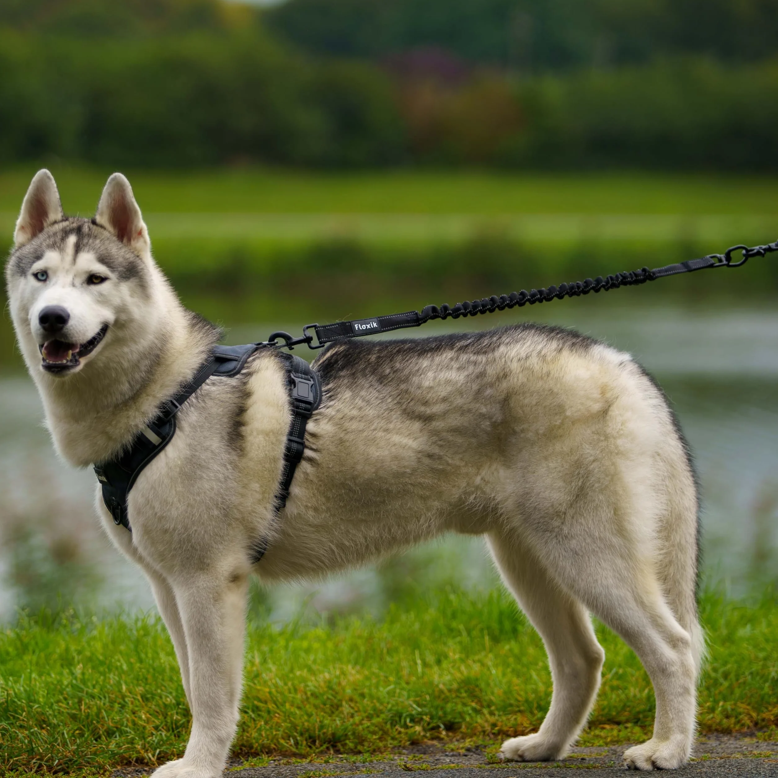 Floxik Amortisseur de chocs pour chien - Solide - Extension de laisse élastique et robuste pour chaque laisse de chien - Idéal pour la marche, le jogging et le cyclisme