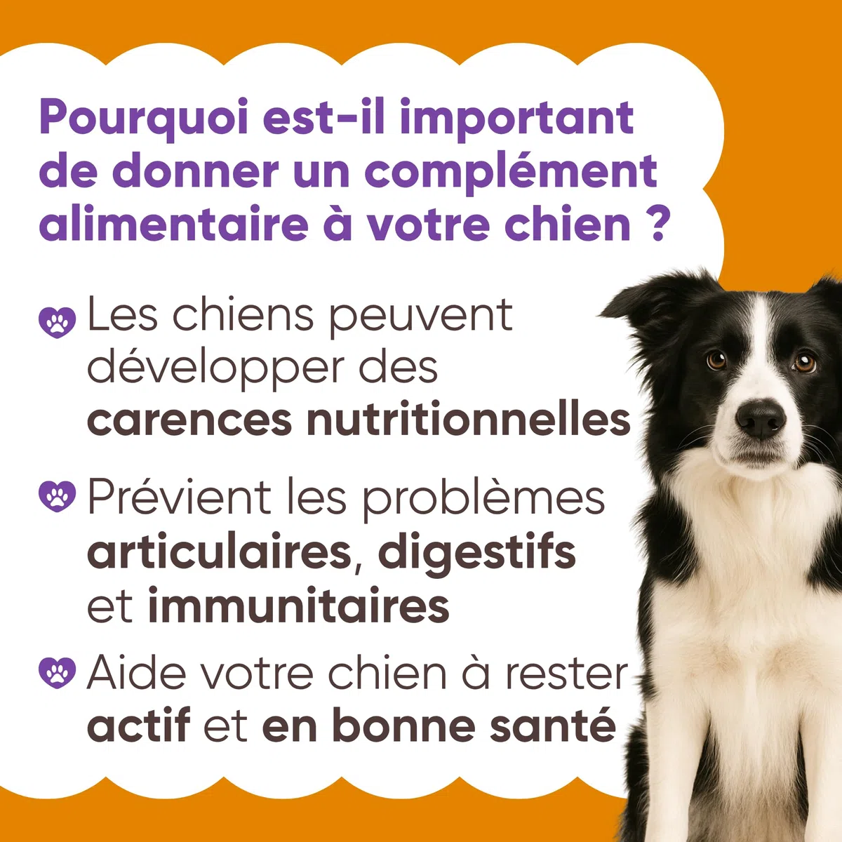 Complément Multivitaminé Complet 11 en 1 | Poudre pour Chiens (250g) | 20 Vitamines et Minéraux & Moringa Bio | sans Appétents Animaux | Idéal pour Régime Maison | Fabriqué en Italie - WELLFOOF