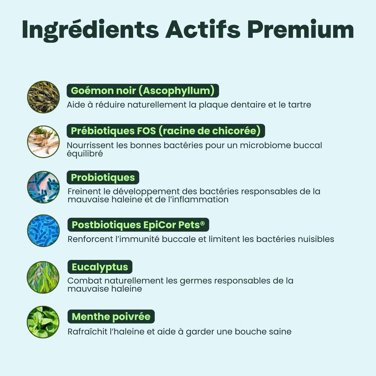 BESTI - Haleine, Dents & Gencives | Poudre Dentaire pour Chiens | Anti-Tartre, Mauvaise Haleine | Pré Post Probiotiques Naturels | Marque Française - Formule Vétérinaire | Eucalyptus | 75 Doses | 150g
