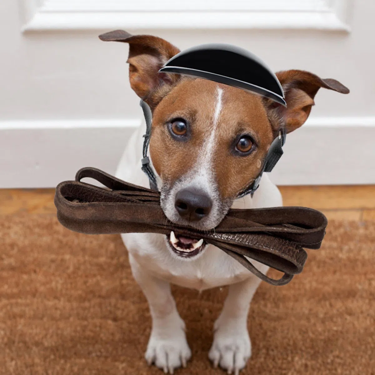 Motos pour Chiens, Casque Moto pour Animaux, Casque pour Animaux Compagnie avec Lunettes Ajustable Casque Lunettes Soleil Colorées pour Petits Chiens, Chats
