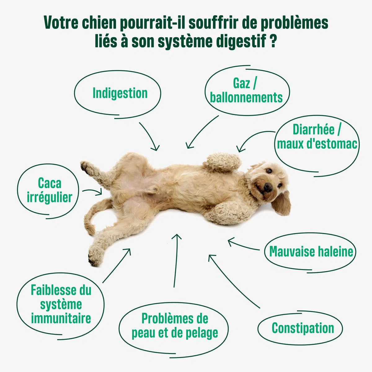 ivvi Probiotic pour Chien - Complément Alimentaire pour Bien-Etre Digestif - Probiotiques, Citrouille, Avoine, Graines de Lin et de Courge - 60 Délicieuses Friandises Végétariennes, 270g