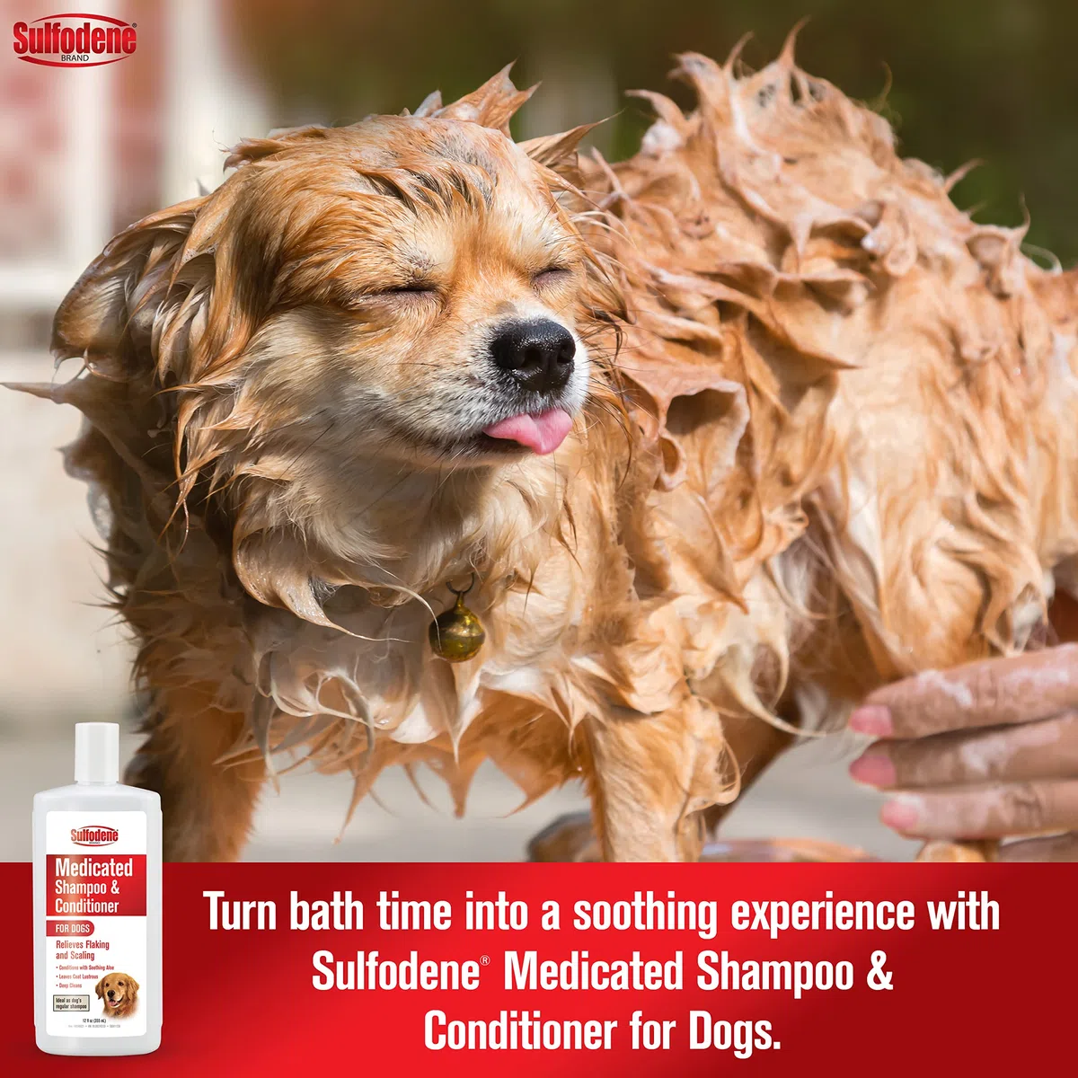 Sulfodene Shampooing médicamenteux à l'aloès, 12 oz