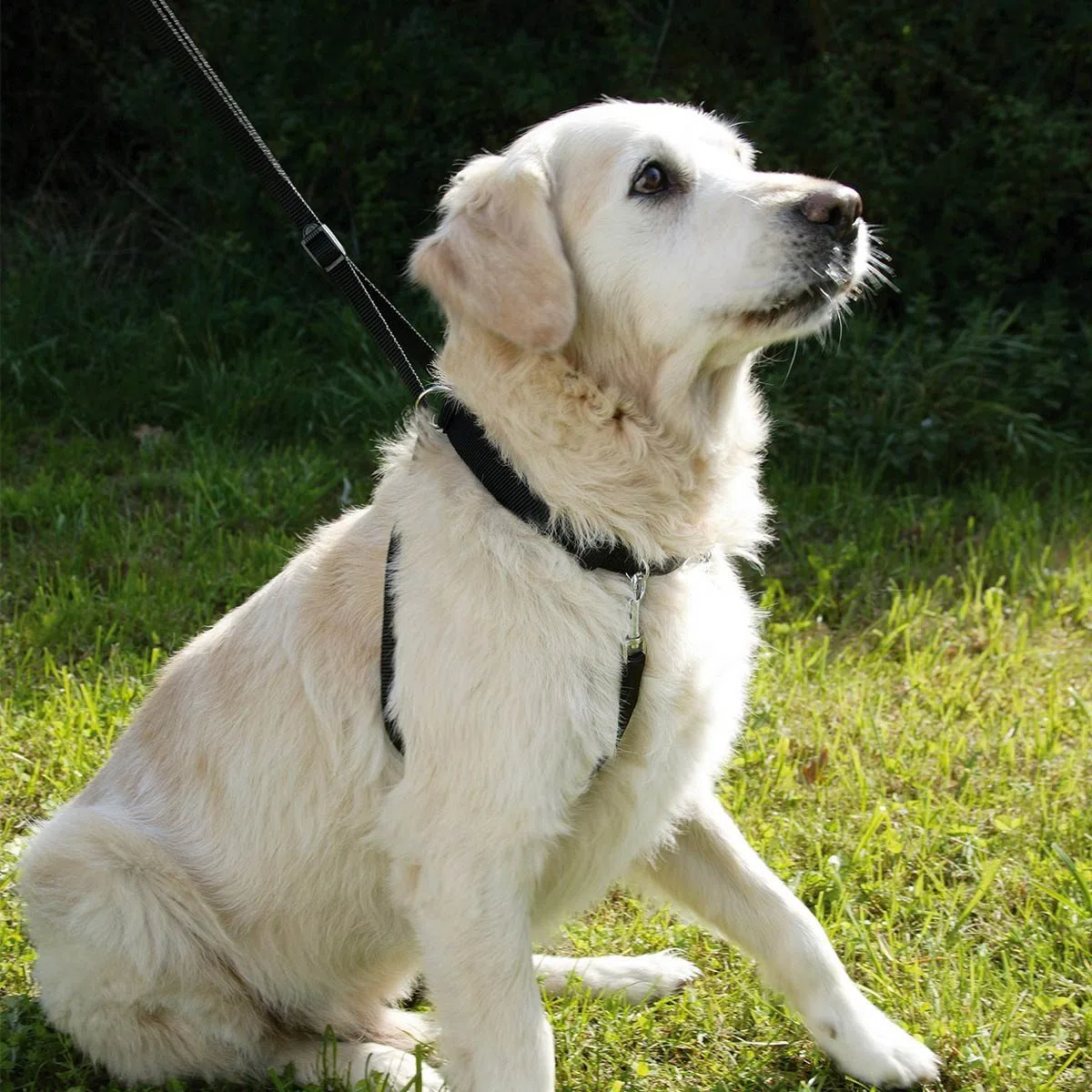 Kerbl Chien Harnais Maxi Leader 45-60 cm Noir
