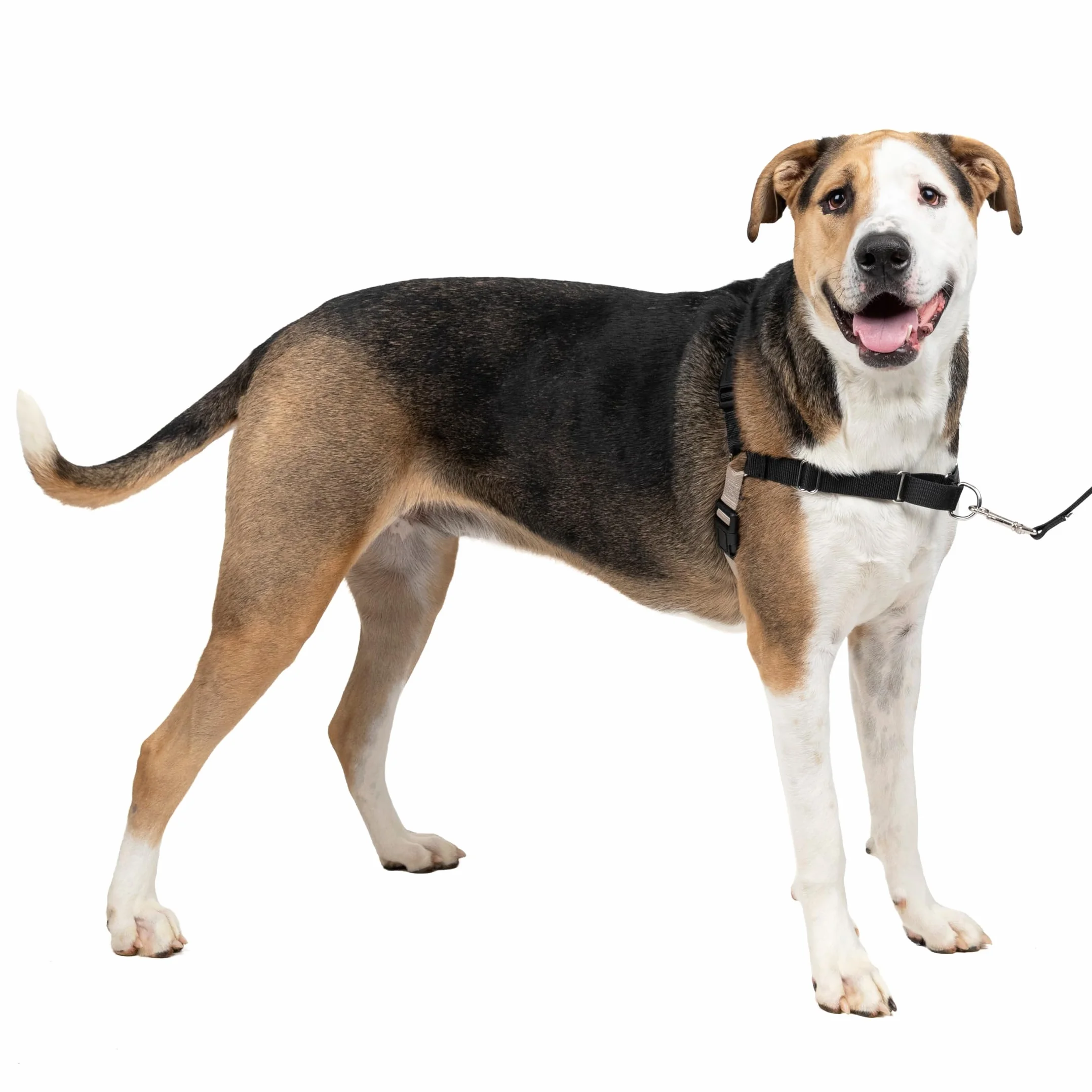PetSafe - Harnais pour Très Grand Chien Easy Walk (XL) - Noir