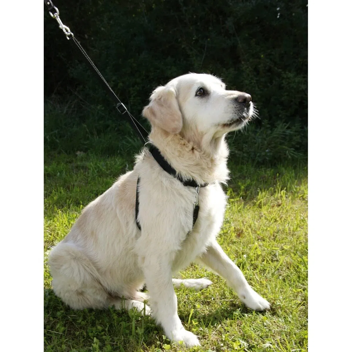 Kerbl Chien Harnais Maxi Leader 45-60 cm Noir